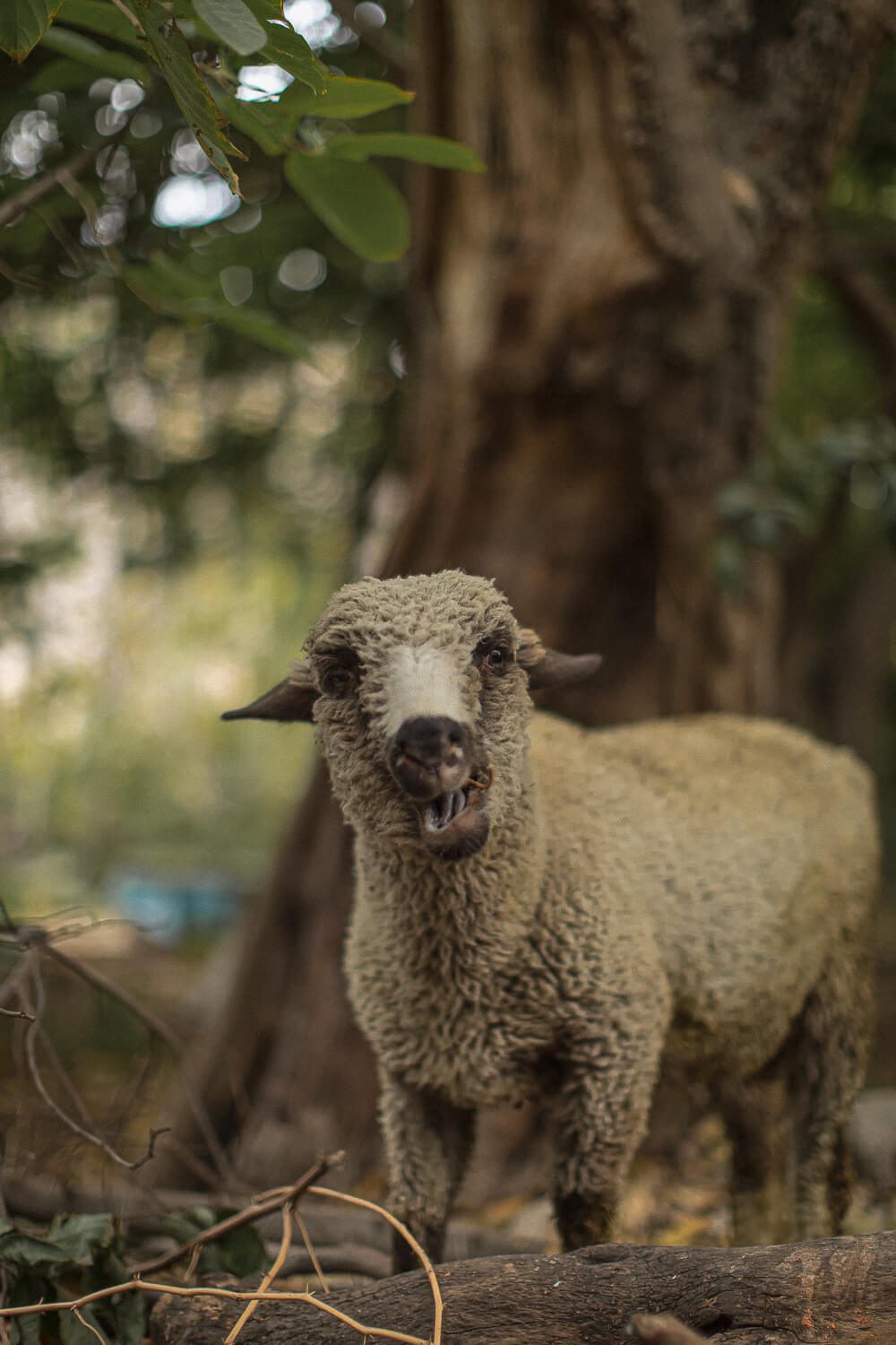 Colca Canyon Trail A sheep on the Colca Canyon Trail