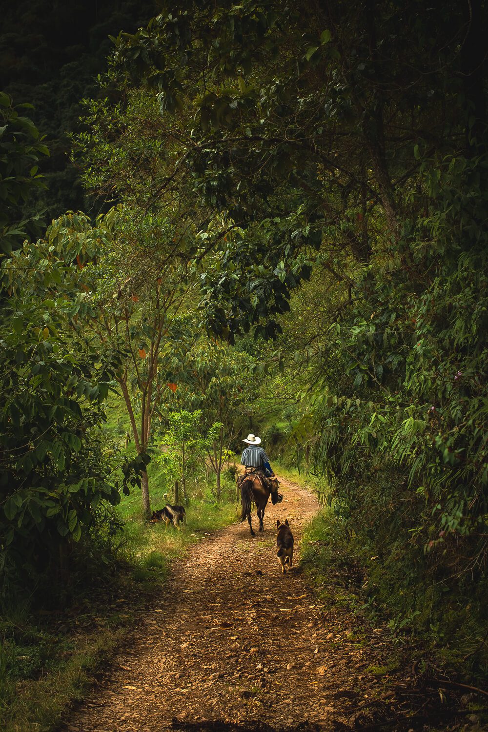 A colombian Cowboy in Varsin A colombian Cowboy in Jardin Colombia