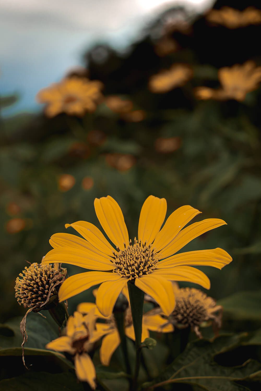 A beautiful flower on the trail to the cave of splendor A beautiful flower on the trail to the cave of splendor