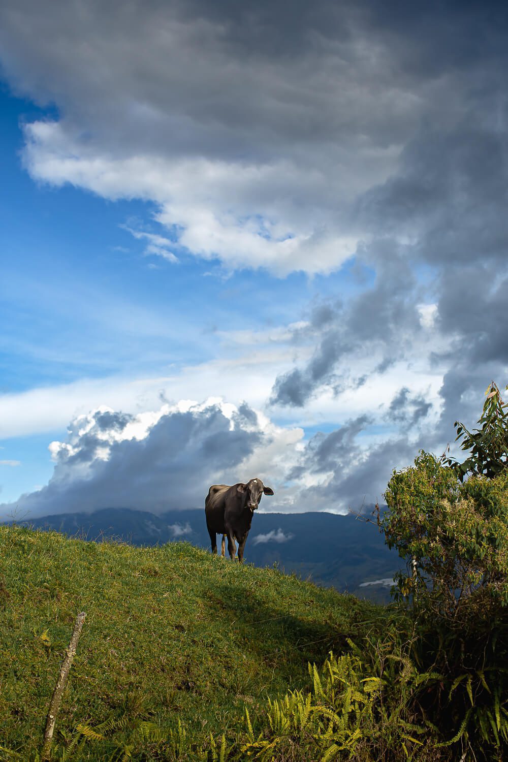 A cow on the hike to cave of splendor in Colombia A cow on the hike to cave of splendor in Colombia
