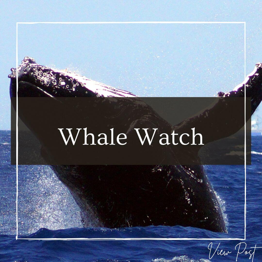 Go on a whale watch in Maui