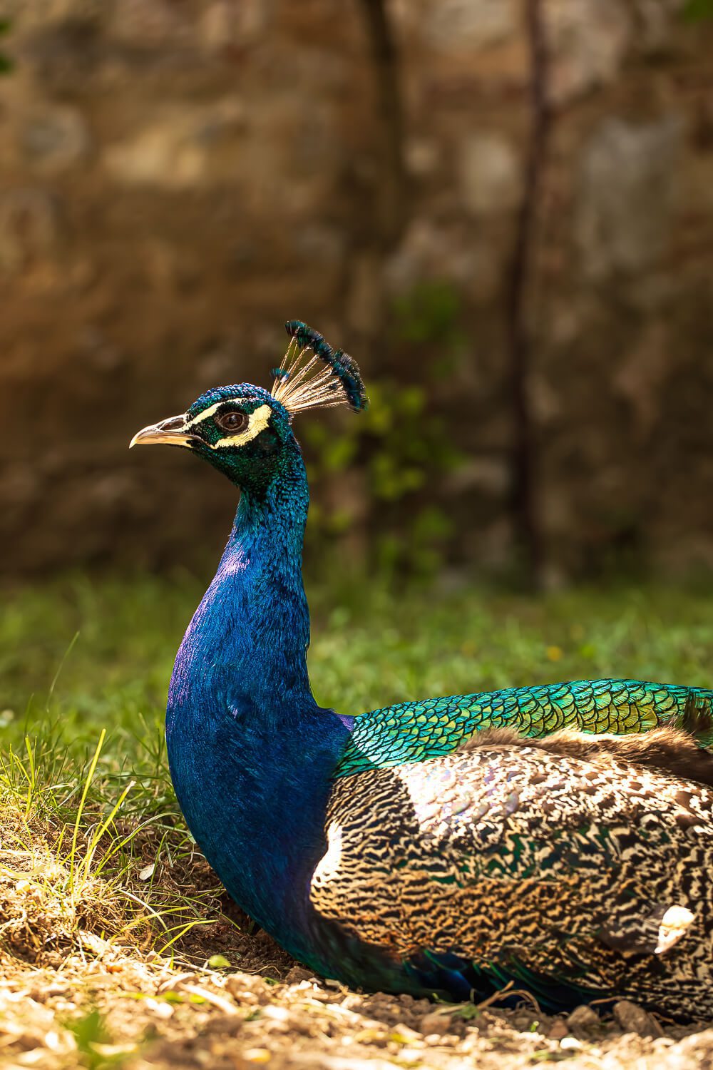 Naum Monastery A peacock at St. Naum Monastery