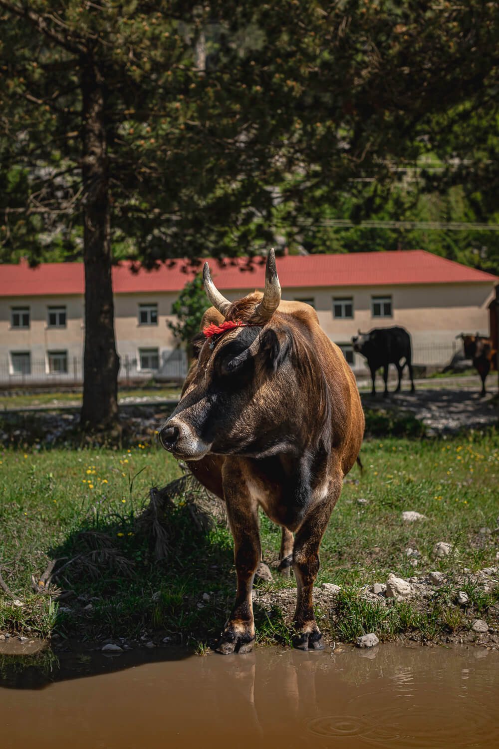 Cow on the Valbona Theth Trail