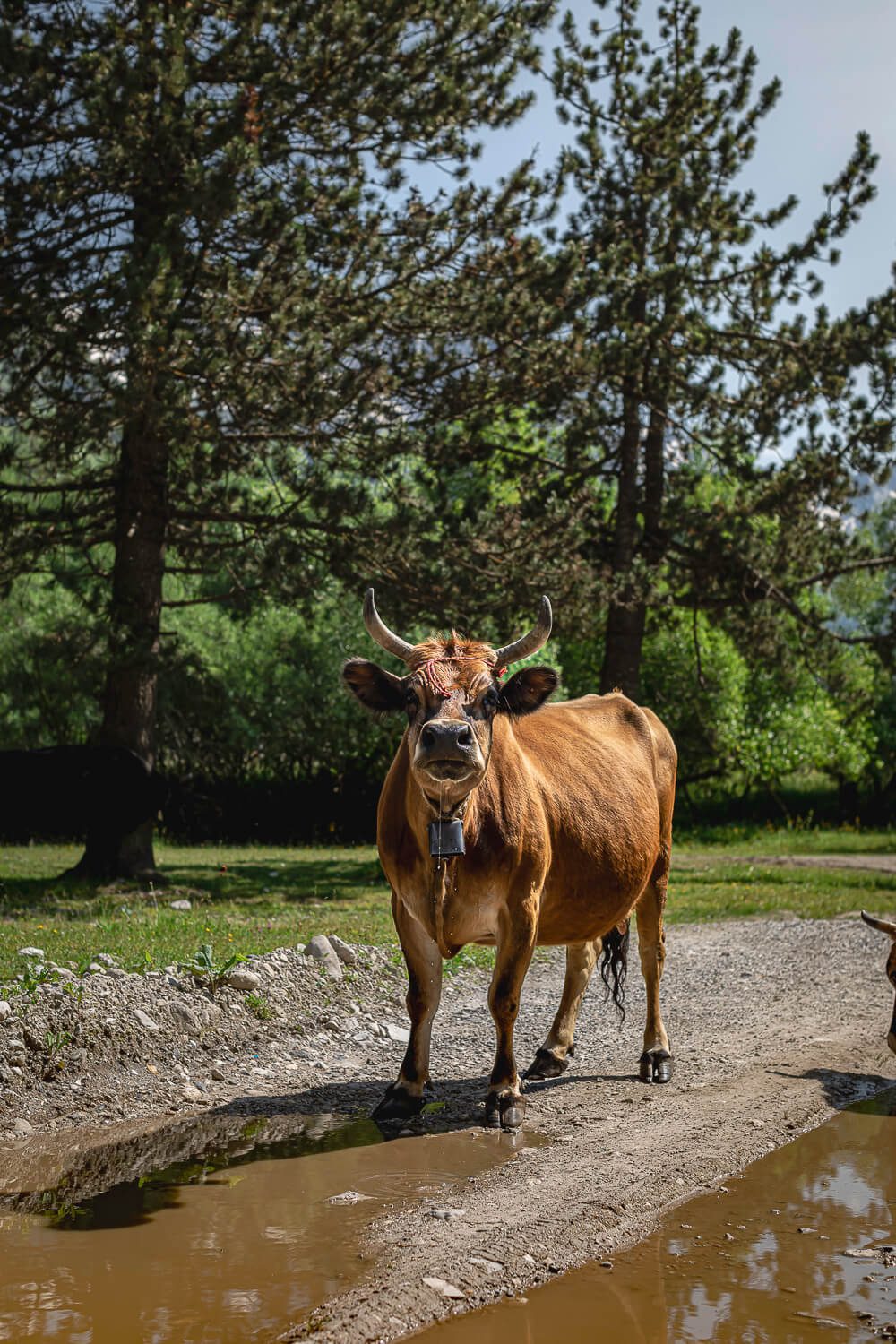 Cow on the Valbona Theth Trail Cow on the Valbona Theth Trail