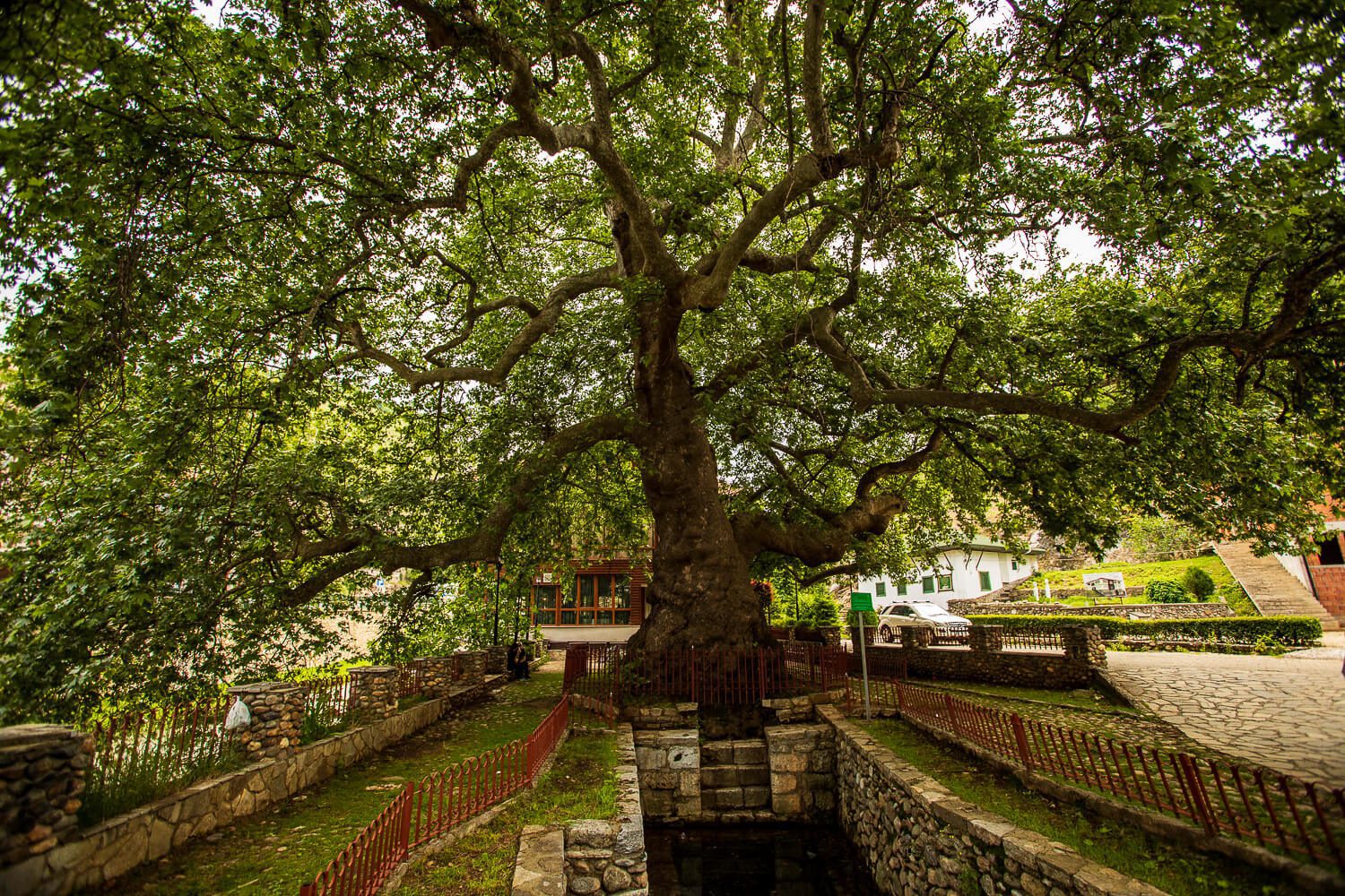 400 year old tree in prizren