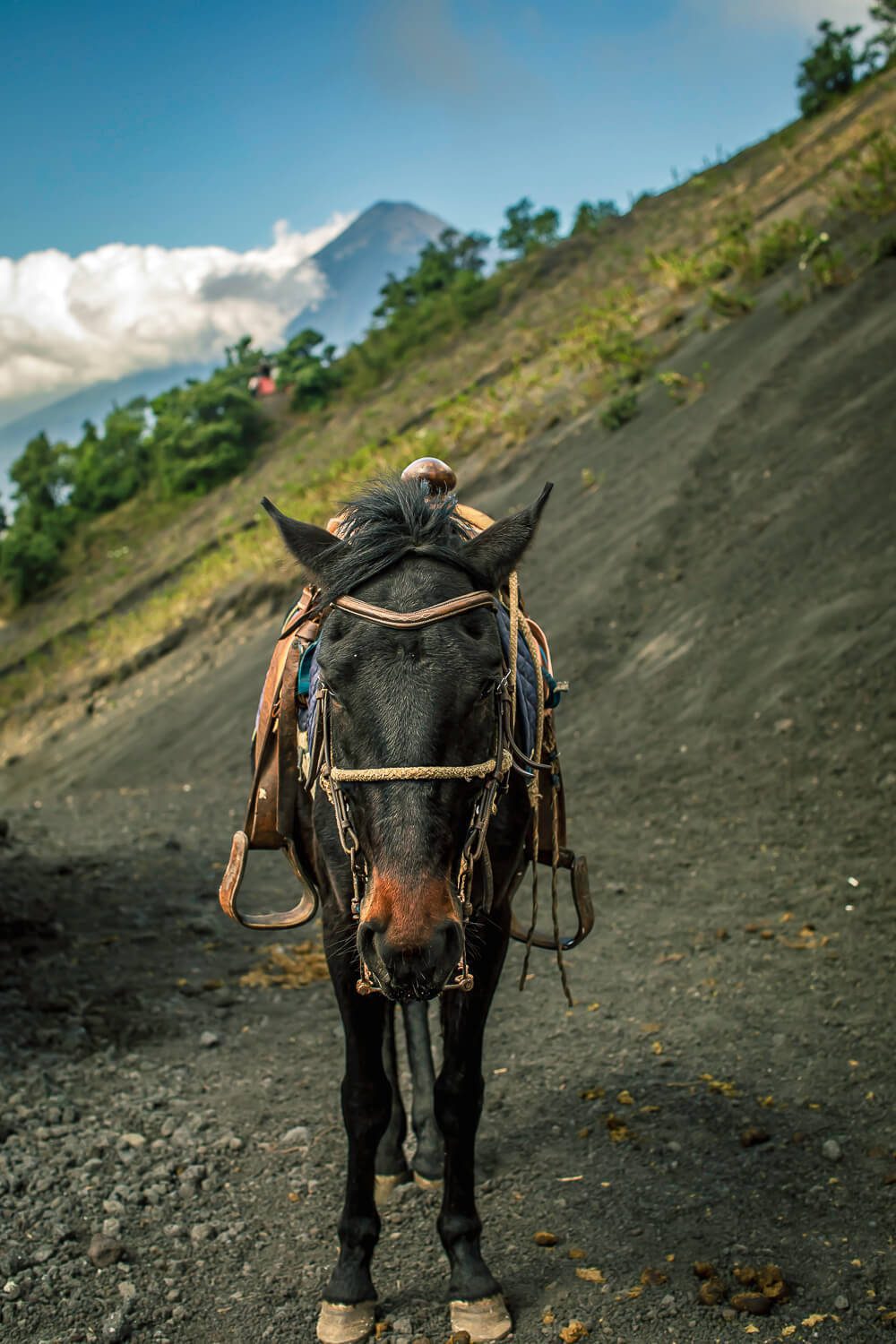 Horse on Volcan Pacaya